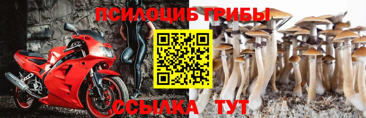 Кувандык  где купить   Вход с VPN  Галлюциногенные грибы Psilocybe 